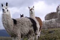 Andes Fauna