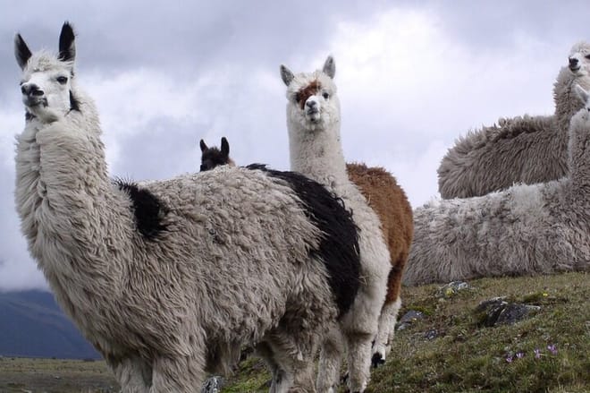 Andes Fauna