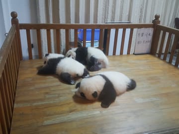 Giant Panda and Cooking Class 1 day tour