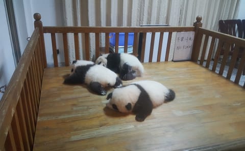 Giant Panda and Cooking Class 1 day tour