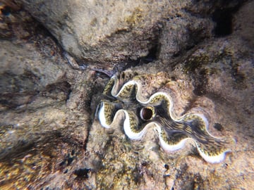 Marine Park sandbank, Mafia Island