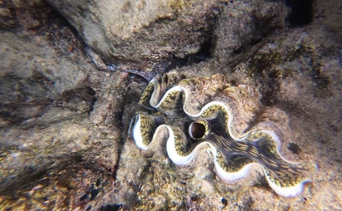 Marine Park Sandbank Tour with Snorkeling, Mafia Island