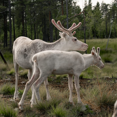 Kalastusretki soutuveneellä - Image 11