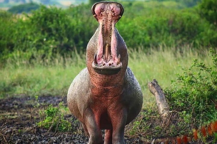 Private Day tour to Lake Mburo National Park