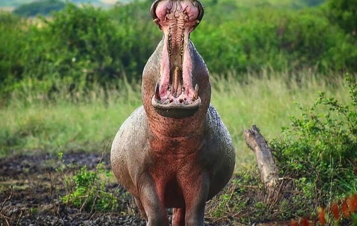 Private Day tour to Lake Mburo National Park