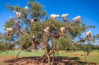 Private Day Trip from Marrakech to Esssaouira