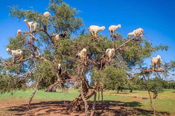 Private Day Trip from Marrakech to Esssaouira