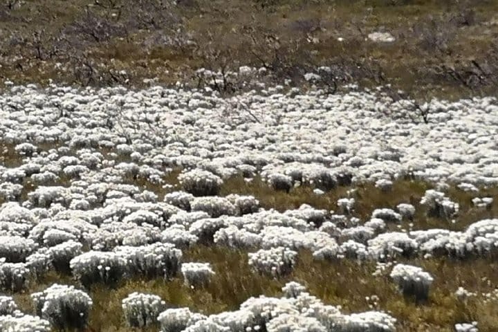 "Everlastings" - Cape of Good Hope National Park