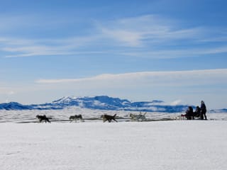 Dog Sledding Near Reykjavik , photo 19