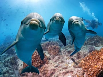 Dolphin House Diving and Snorkeling Tour in Marsa Alam