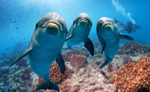 Dolphin House Diving and Snorkeling Tour in Marsa Alam