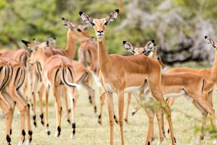 Mikumi National Park 2 Day Safari from Zanzibar or Dar es Salaam