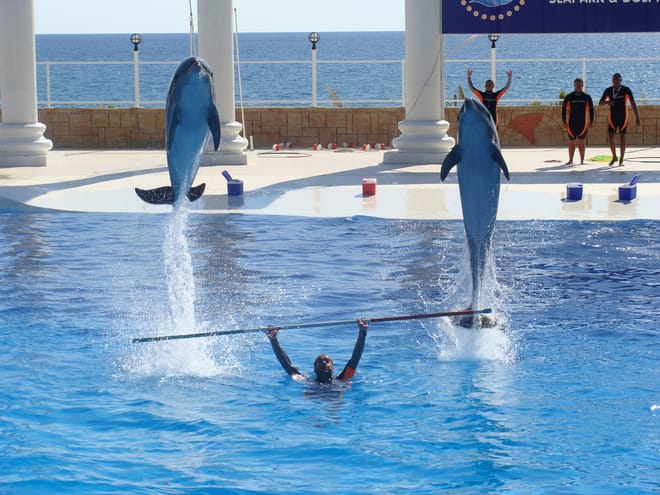 Alanya: Dolphin Show photo 3