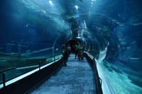 Explore the Brazil marine fauna