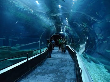 Explore the Brazil marine fauna