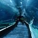 Explore the Brazil marine fauna
