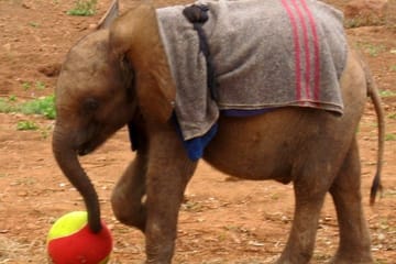 Private Half-Day Tour of David Sheldrick Elephant Orphanage in Nairobi