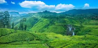 Day Trip to Horton Plains and Tea Estate in Nuwara Eliya  4