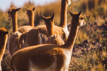 Explore Pampas National Reserve and Vicuña Sanctuary in Nazca