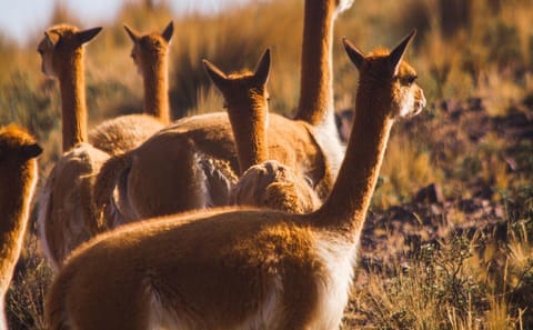 Explore Pampas National Reserve and Vicuña Sanctuary in Nazca
