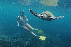 Snorkeling with Turtles