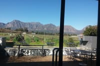 vineyard and wine tasting