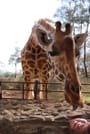 Giraffe Center Half-Day Trip from Nairobi 2