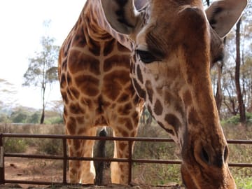 Giraffe Center Half-Day Tour from Nairobi with Interactive Experience