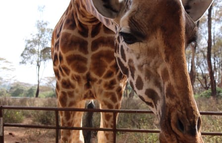 Giraffe Center Half-Day Trip from Nairobi