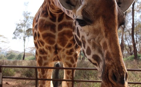 Giraffe Center Half-Day Tour from Nairobi with Interactive Experience