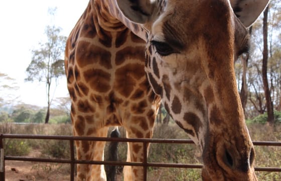 Giraffe Center Half-Day Trip from Nairobi