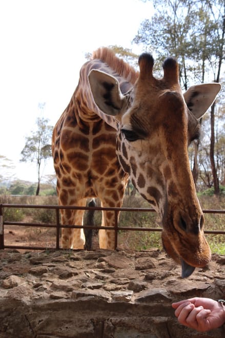 Giraffe Center Half-Day Trip from Nairobi photo 2