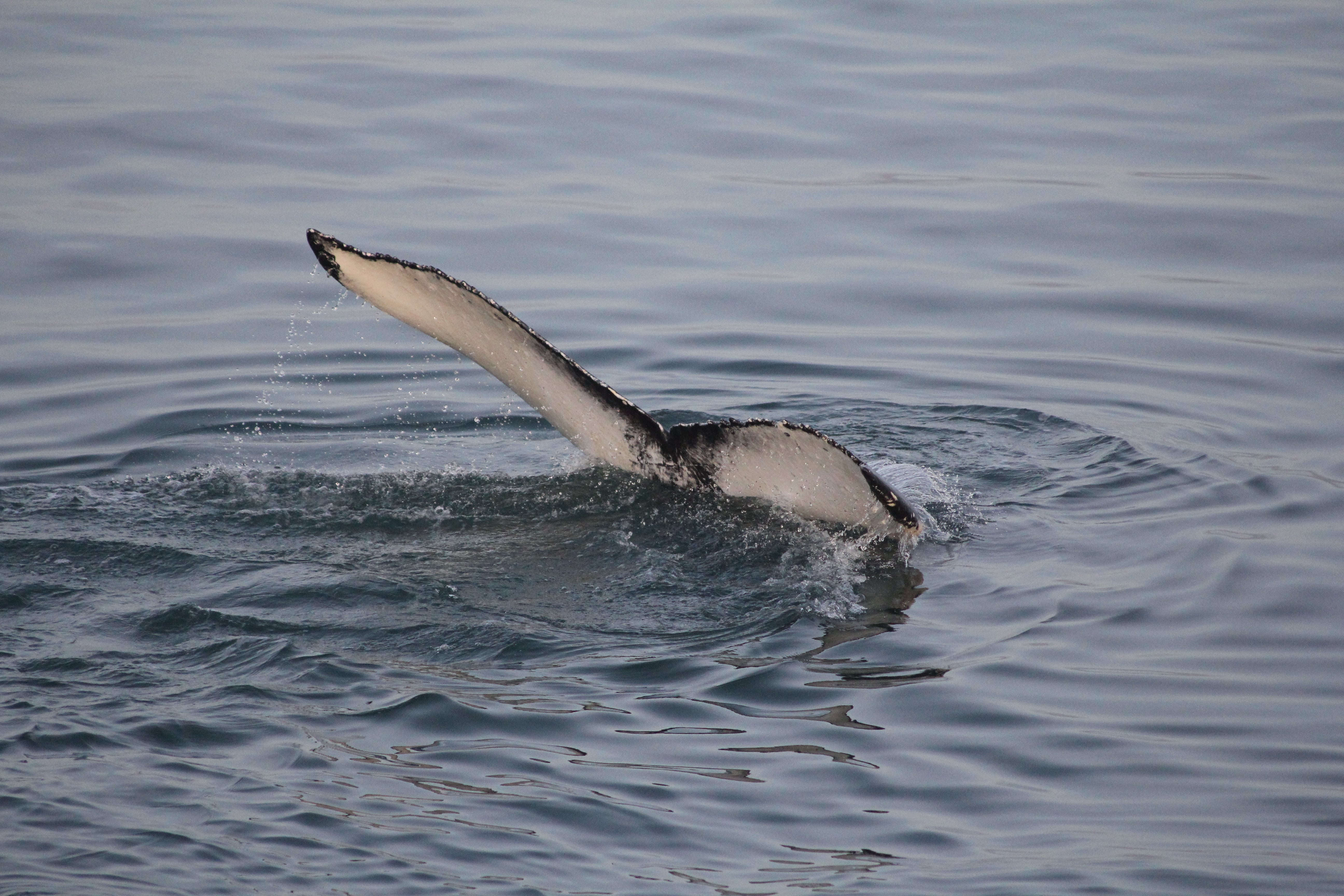 Whale diving beneath the ocean surface with its flipper visible above the water in Iceland.