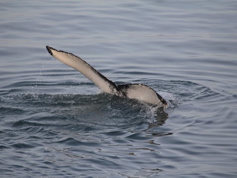 Whale diving beneath the ocean surface with its flipper visible above the water in Iceland.