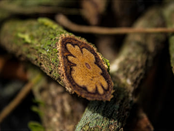 Puc-07 : Mayantayacu – Expedition of the Rio Hirviente