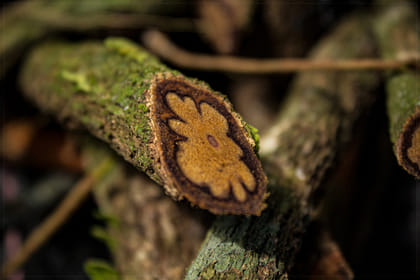 Ayahuasca Retreat Experience in Pucallpa, Peru for One Night