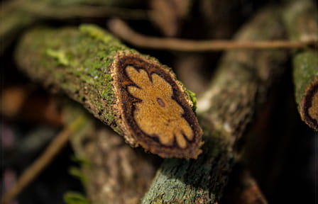 Ayahuasca Retreat Experience in Pucallpa, Peru for One Night