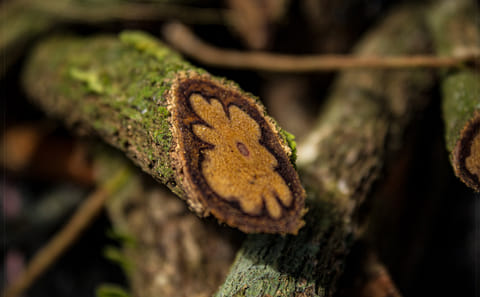 Ayahuasca Retreat Experience in Pucallpa, Peru for One Night
