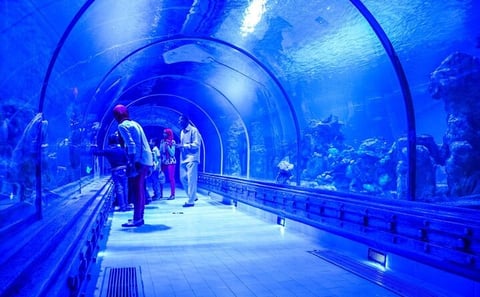 2-Hour Red Sea Marine Life Experience at Hurghada Grand Aquarium