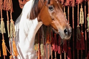 Horseback Riding Adventure on Hurghada Beach