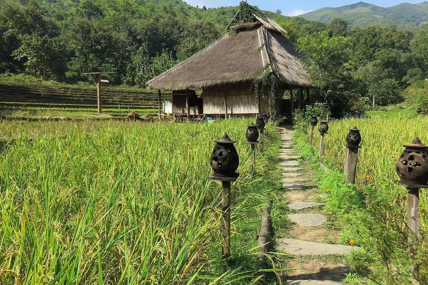 Elephant Riding and Jungle Trekking Adventure in Luang Prabang