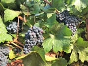 Vineyard