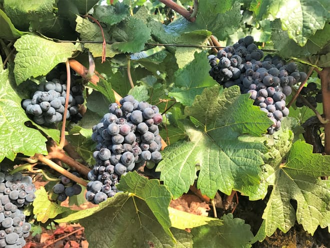 Vineyard
