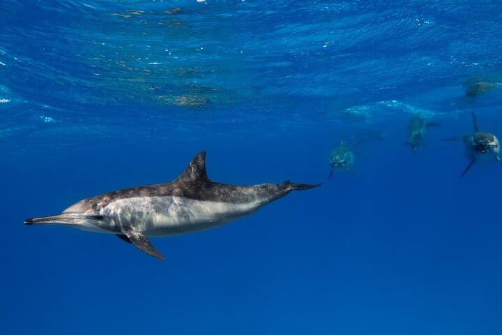 Snorkeling with Dolphins & Lunch In Sataya Reefs From Marsa Alam