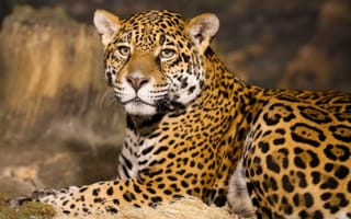 Hluhluwe Imfolozi  Safari Day Tour (7)