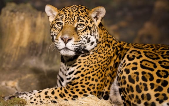 Hluhluwe Imfolozi  Safari Day Tour (7)