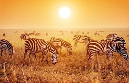 Serengeti National Park Camping Safari in Tanzania Multi Day Tour