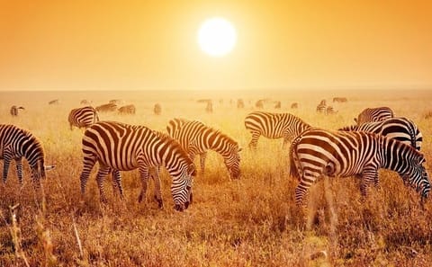 Four-Day Camping Safari in Serengeti National Park, Tanzania