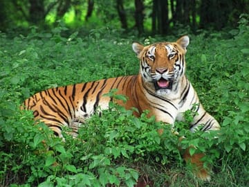Bhubaneshwar Cultural and Wildlife Tour to Bhitarkanika and Similipal