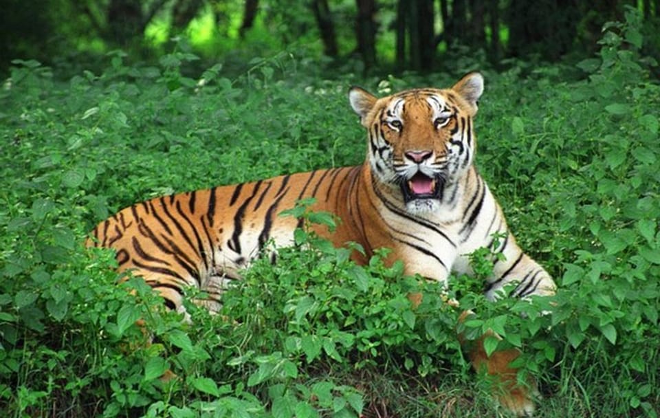 Bhubaneshwar Cultural and Wildlife Tour to Bhitarkanika and Similipal